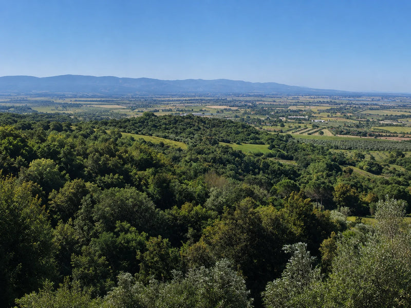 Azienda Agricola La Fattoria