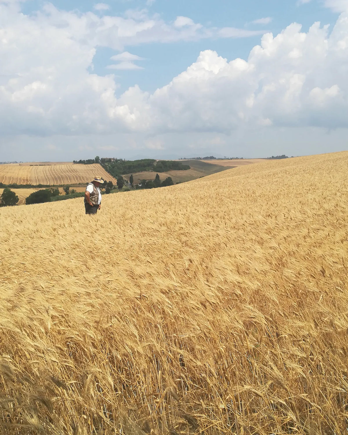 Un campo di grano maturo sotto un cielo di nuvole, con una figura in lontananza