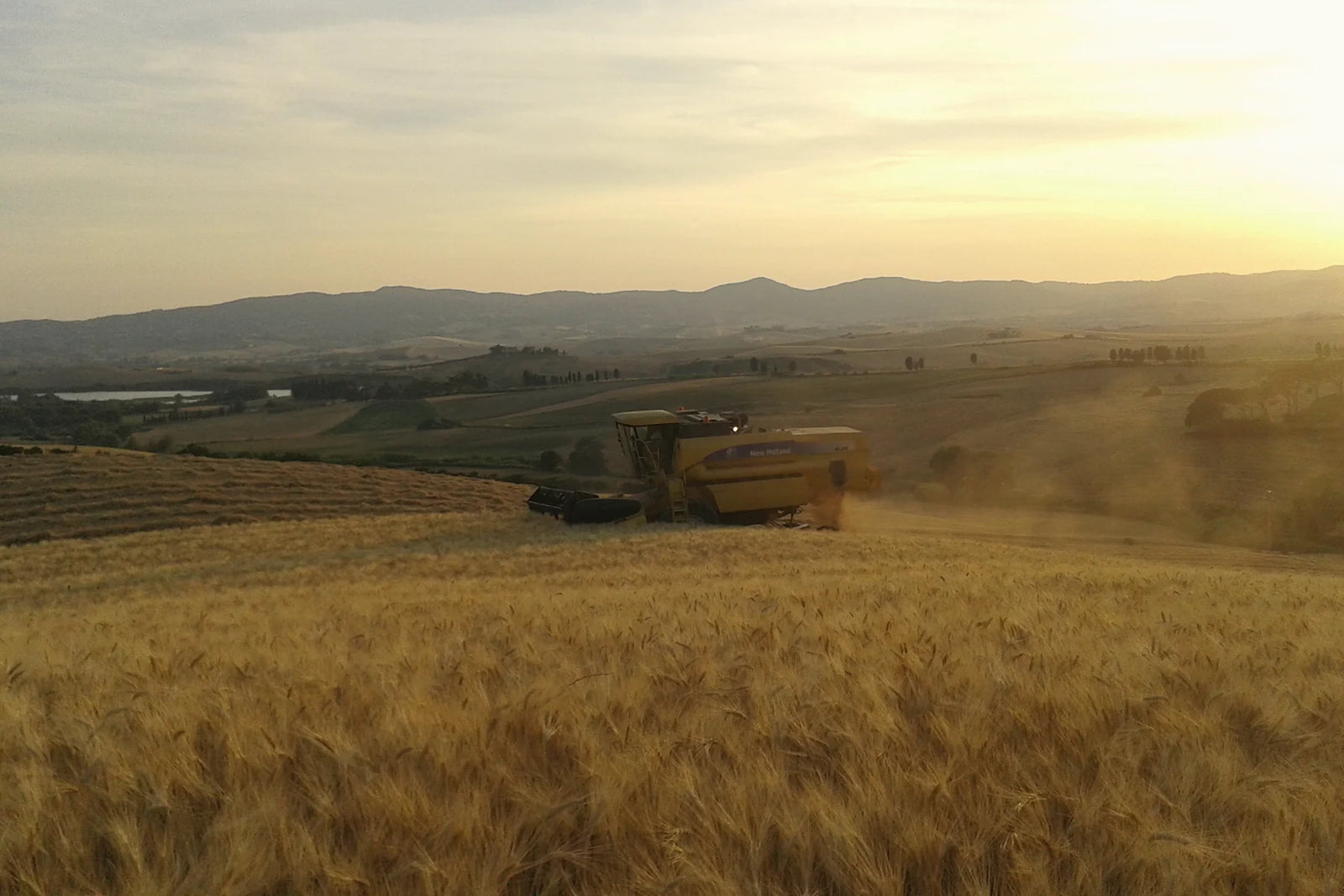 Una mietitrebbia al lavoro in un campo di grano al tramonto, sulle colline