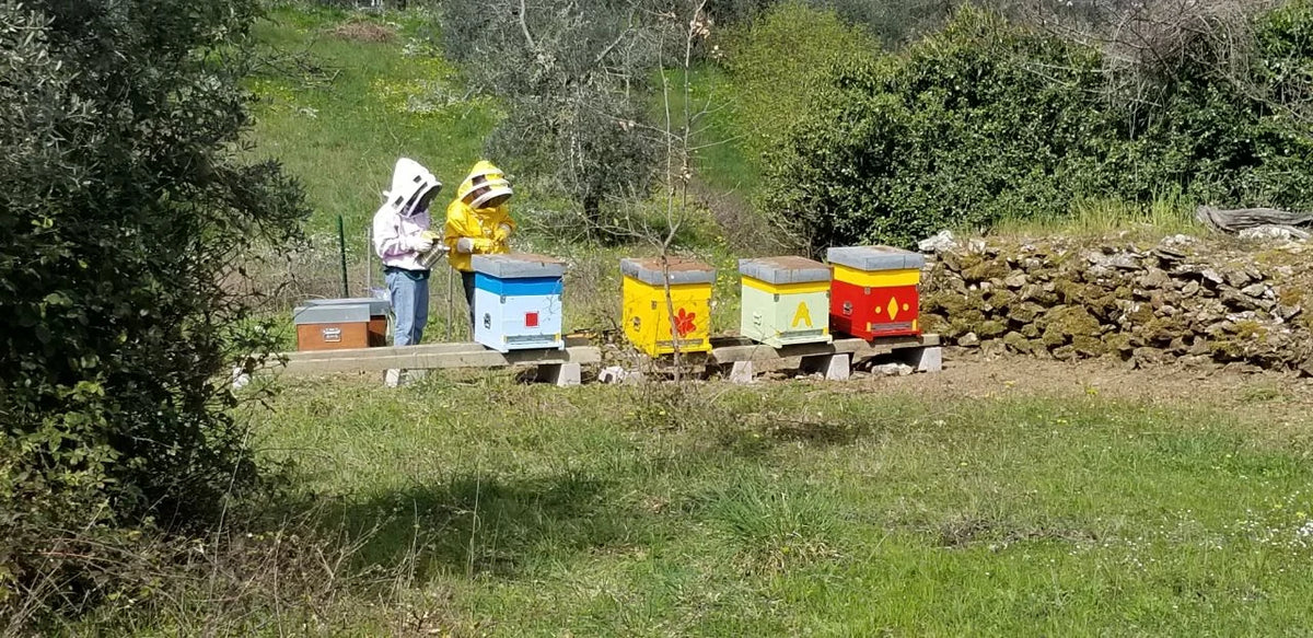 Arnie colorate allineate nel prato, con l'apicoltore accanto