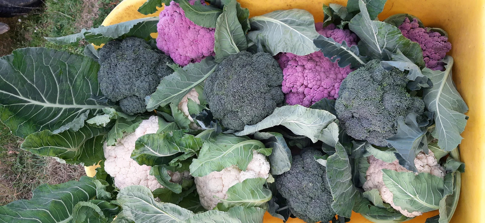 Una cassetta gialla piena di cavolfiori viola, broccoli e cavoli