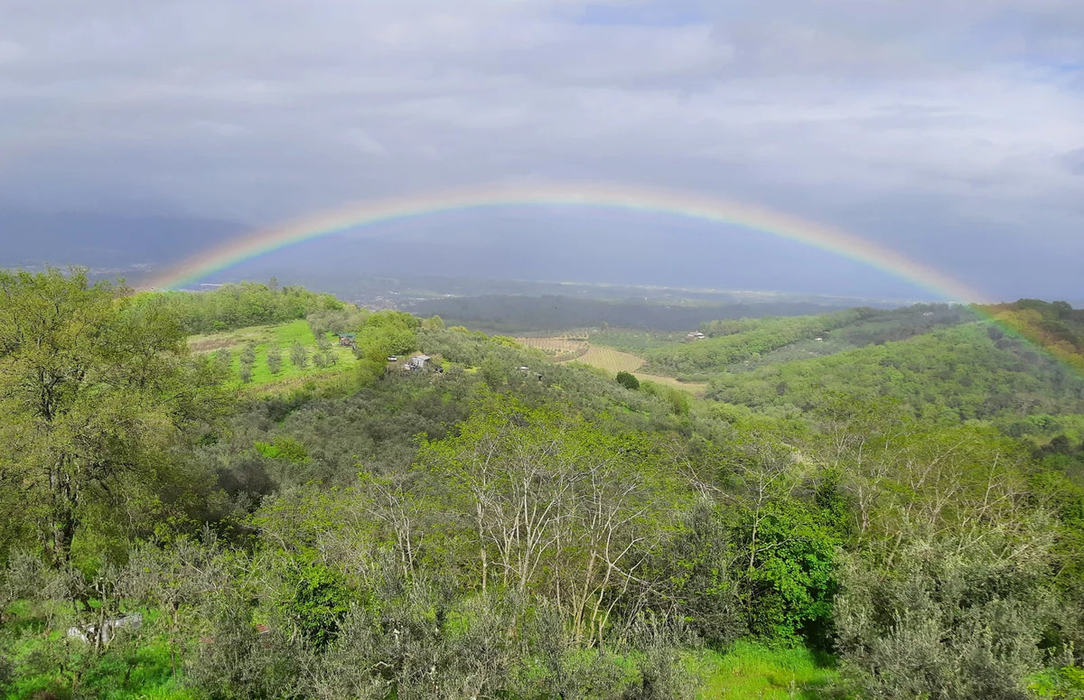 Un arcobaleno sopra le colline boscose dopo la pioggia