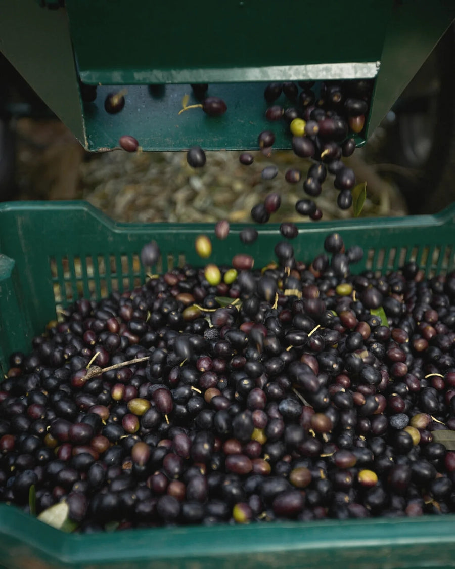 Olive appena raccolte dentro le cassette forate