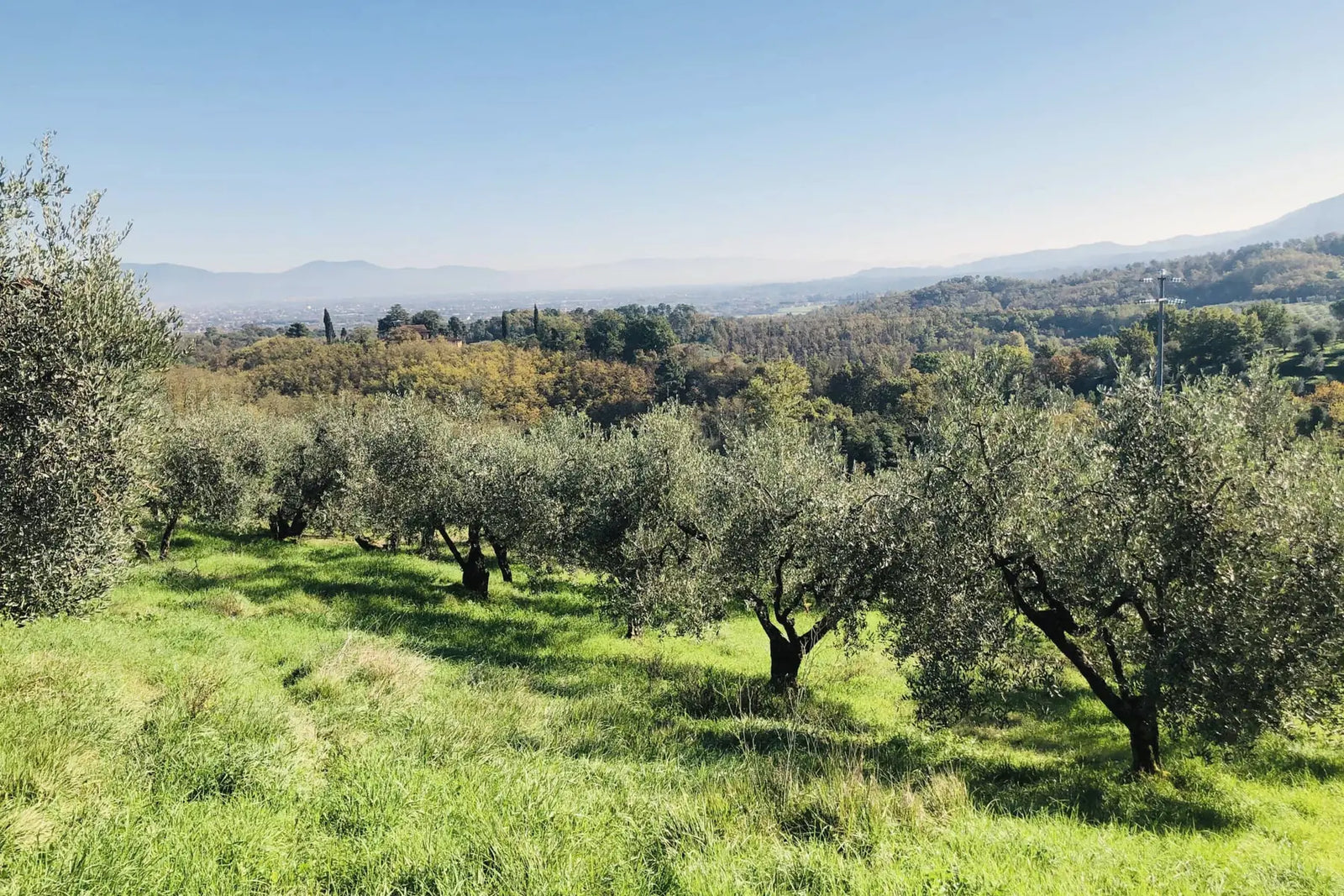 L'oliveto di Podere Macolo sulle colline del Montalbano