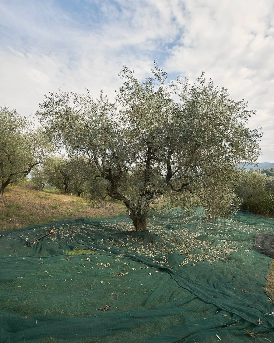Un olivo con le reti stese per la raccolta